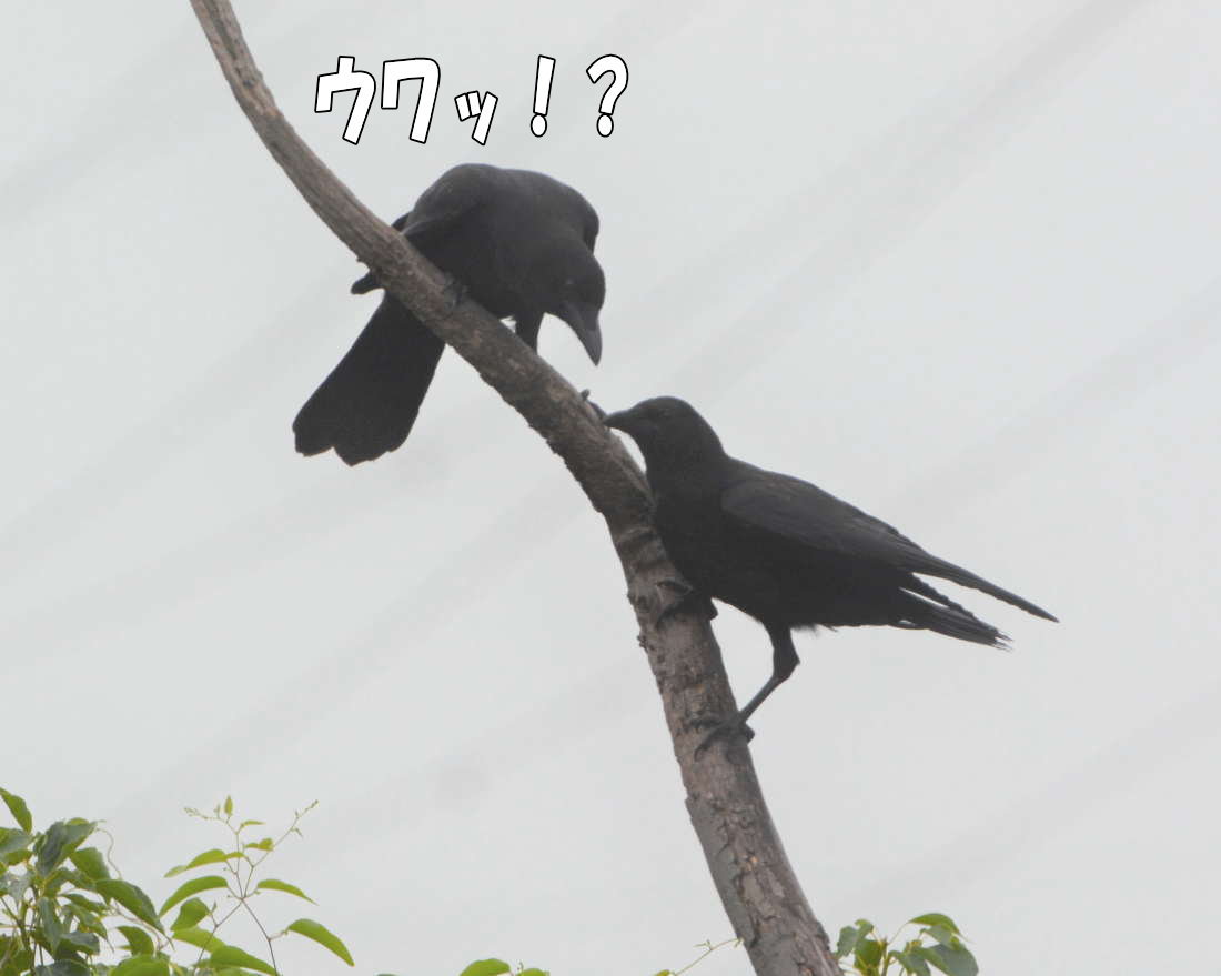 カラスの兄弟