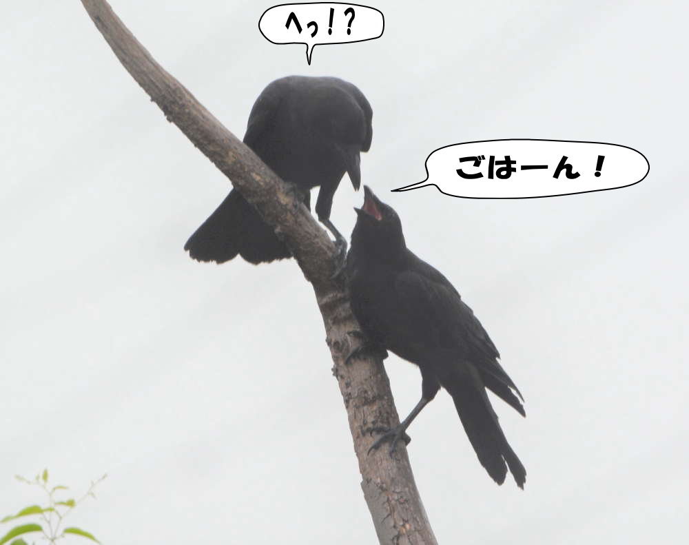カラスの兄弟