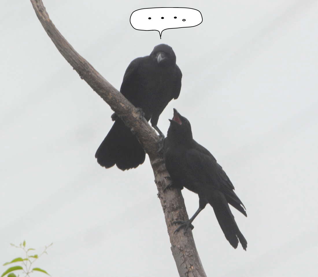 カラスの兄弟