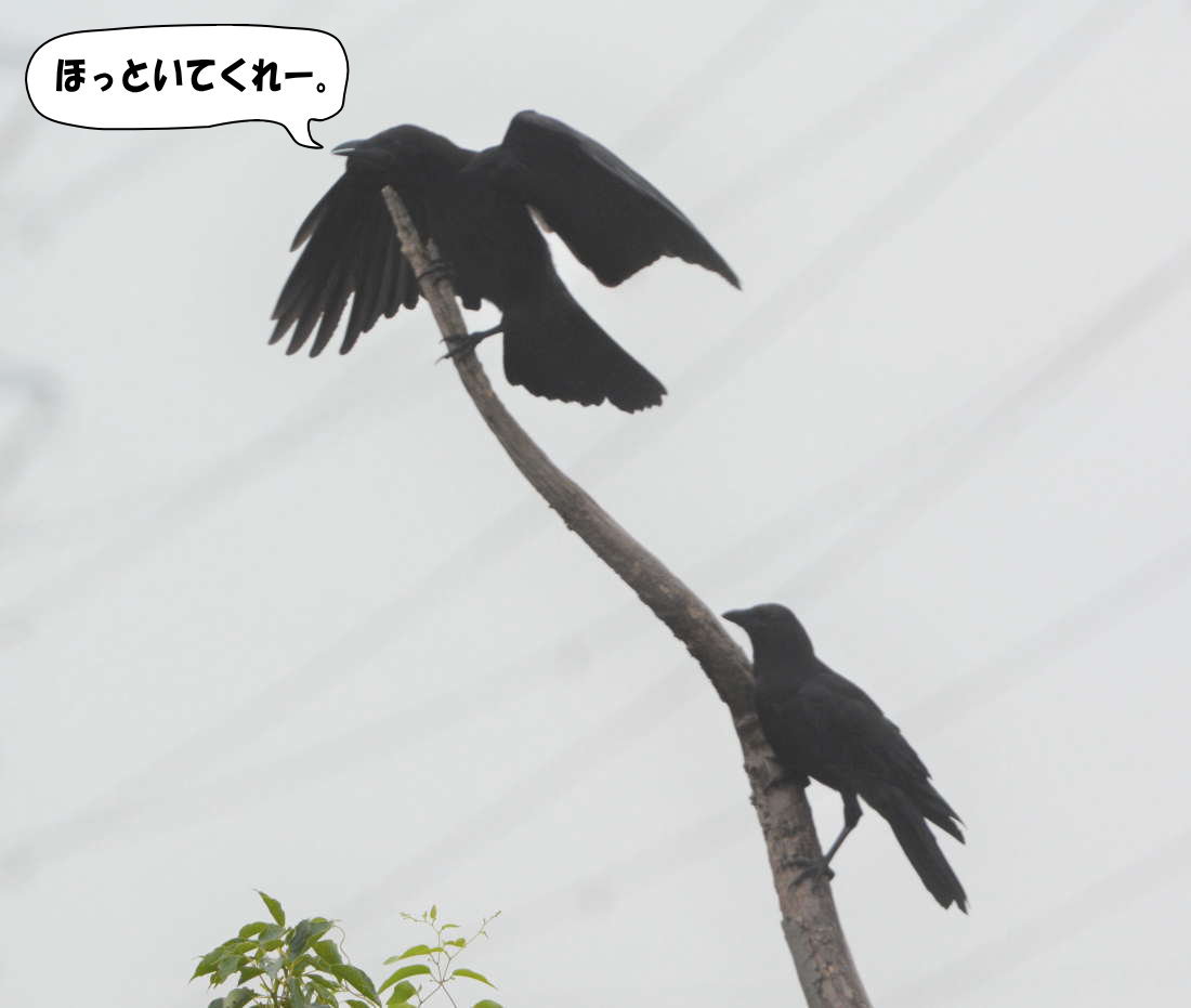 カラスの兄弟