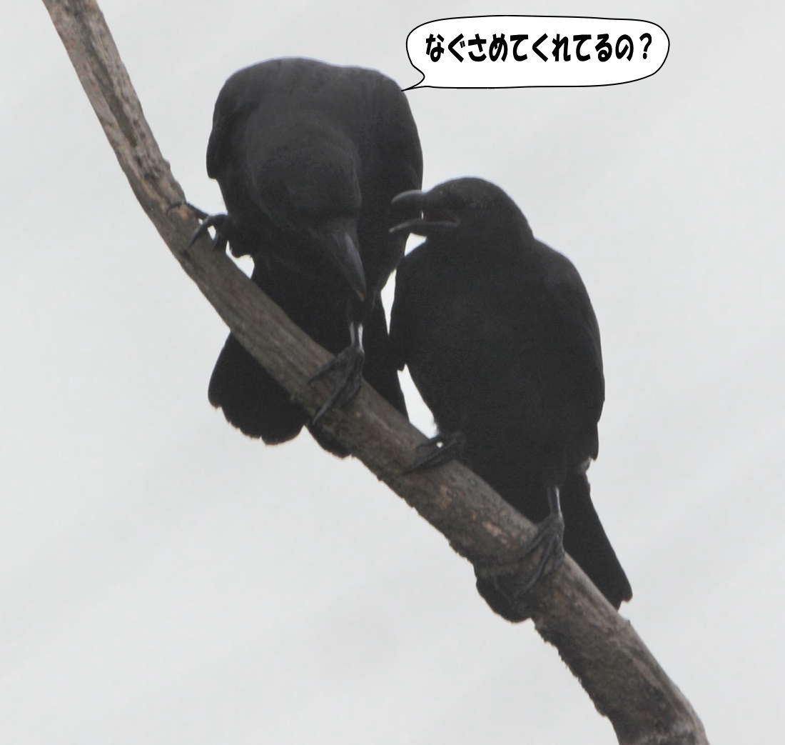 カラスの兄弟