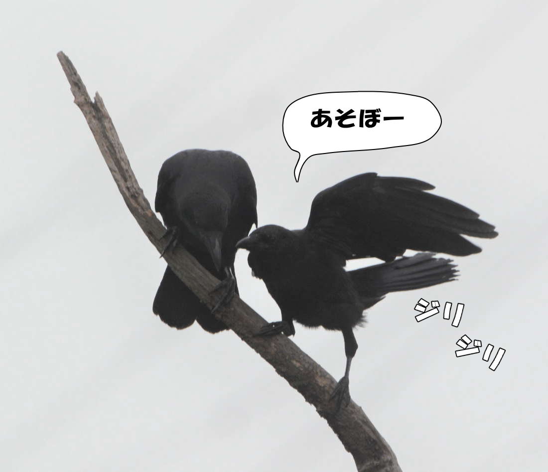 カラスの兄弟