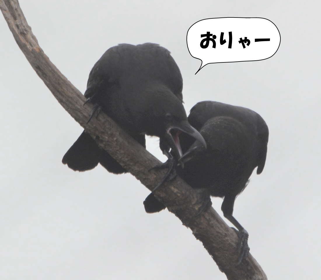 カラスの兄弟