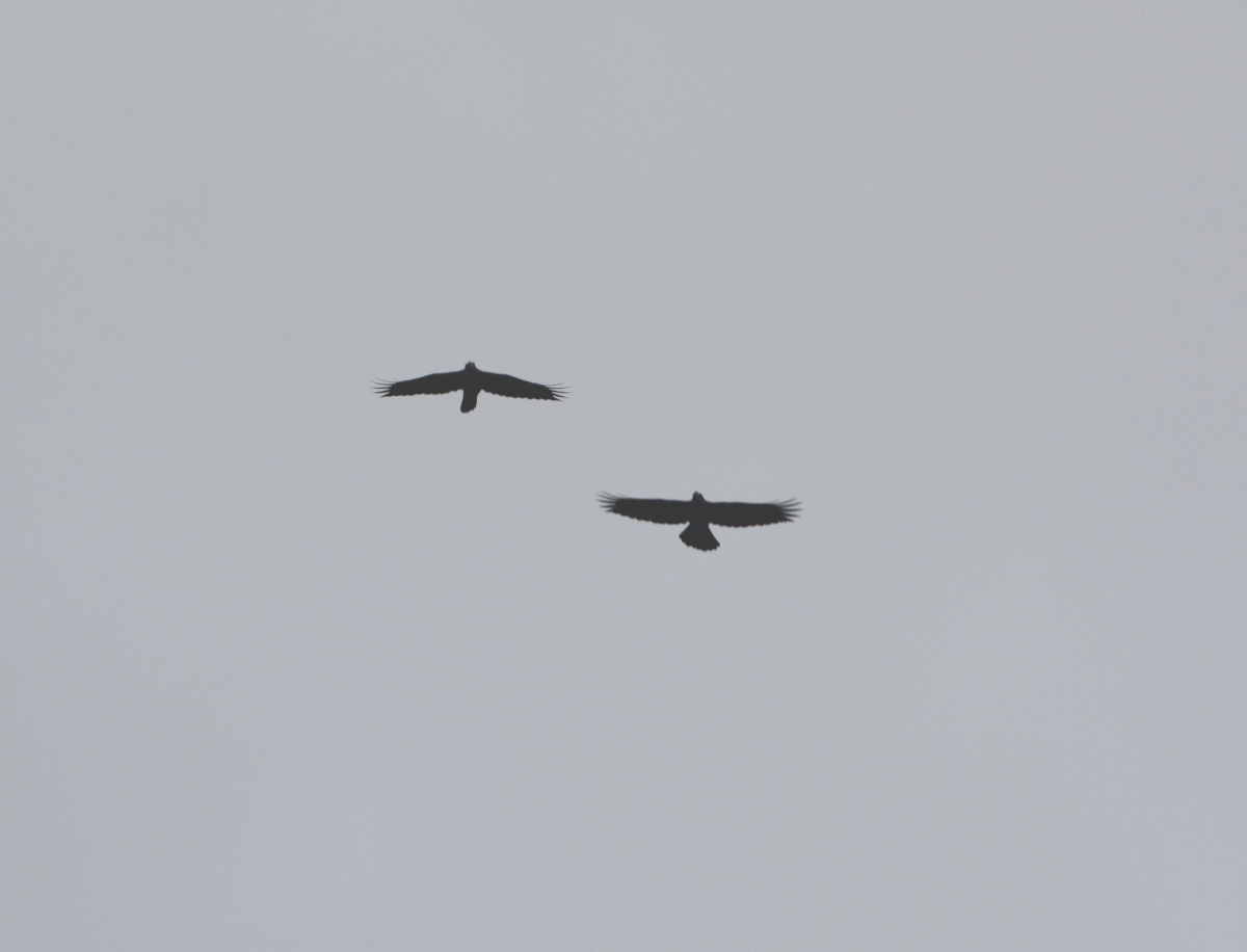 カラスの縄張り争い