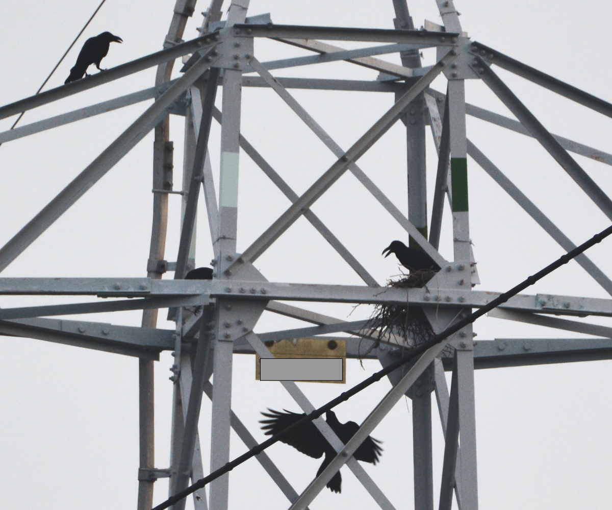 カラスの縄張り争い