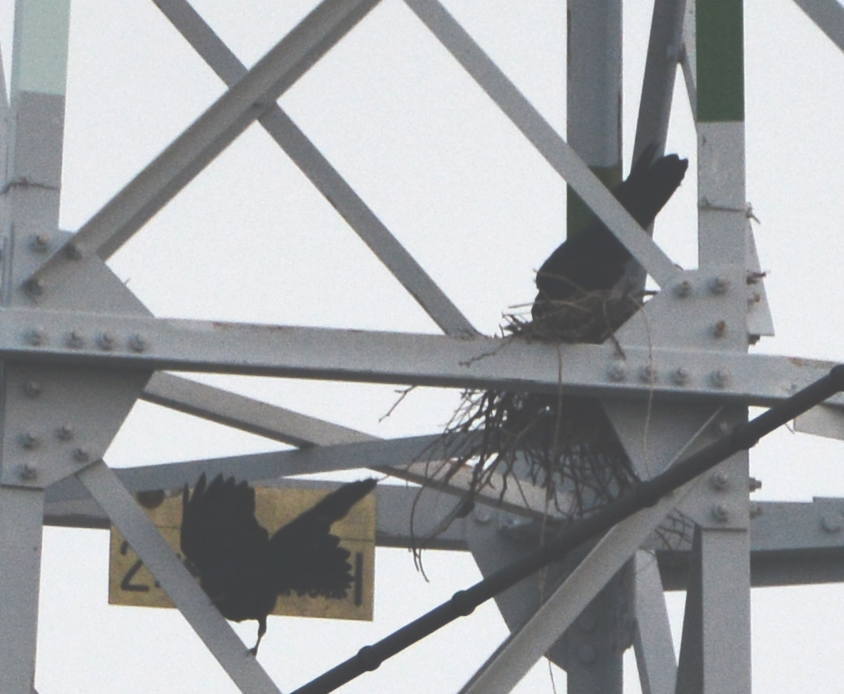 カラスの縄張り争い