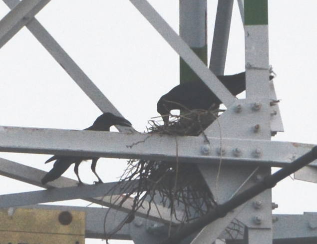 カラスの縄張り争い