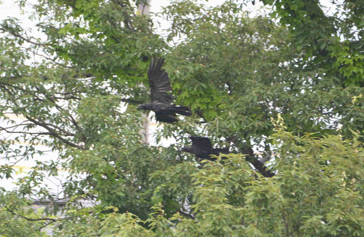 カラスの縄張り争い