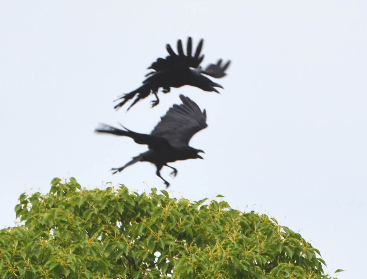 カラスの縄張り争い