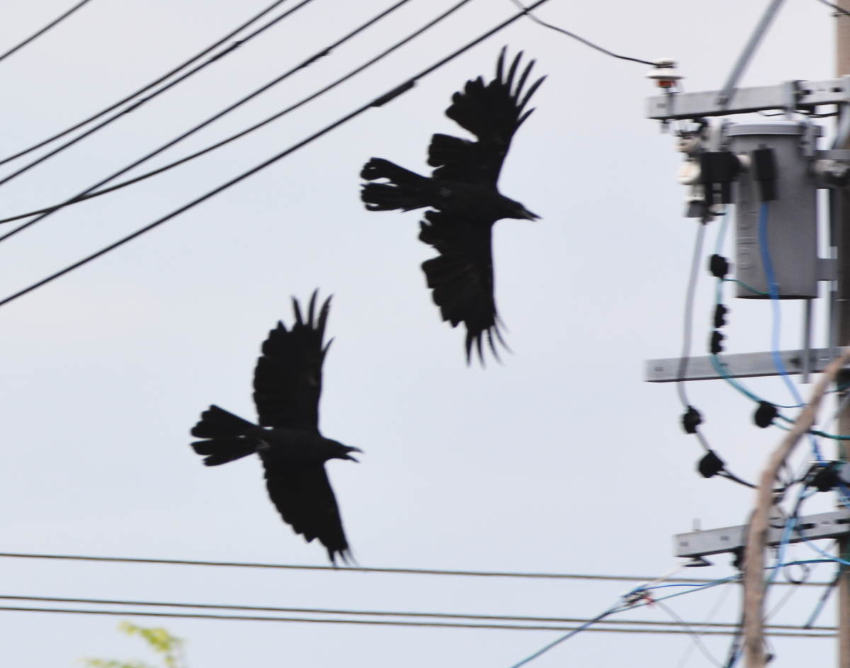 カラスの縄張り争い