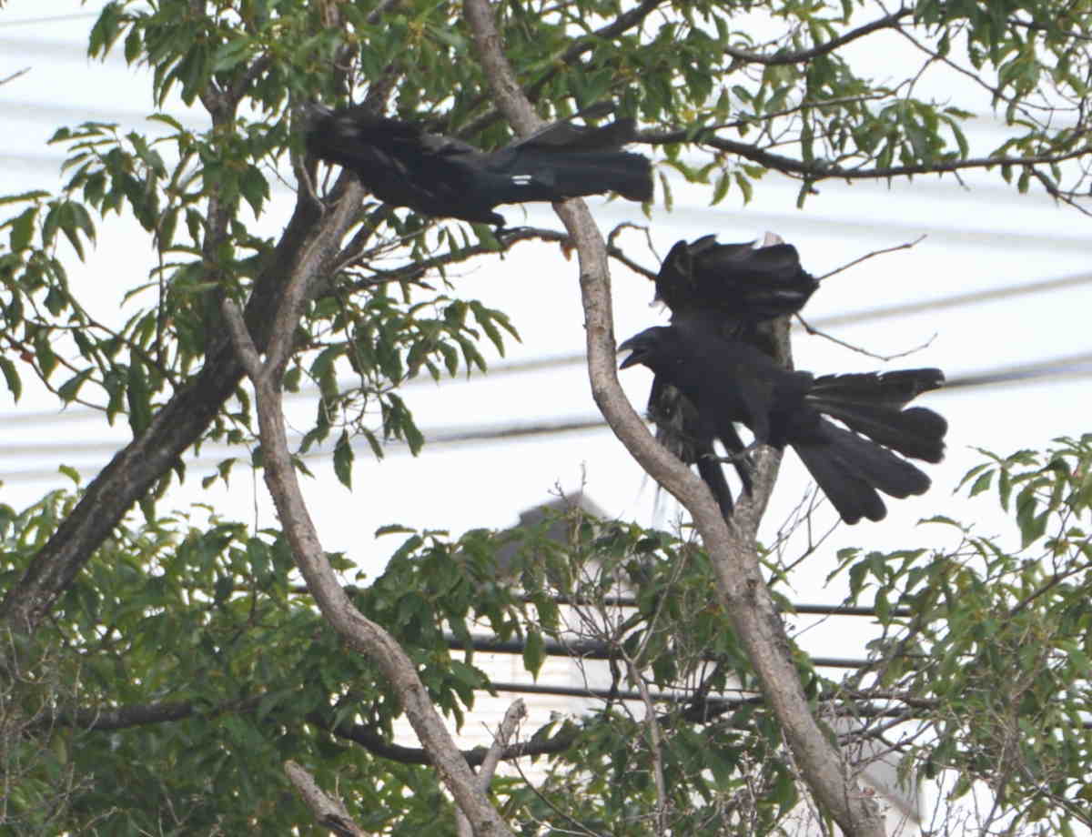 カラスの縄張り争い