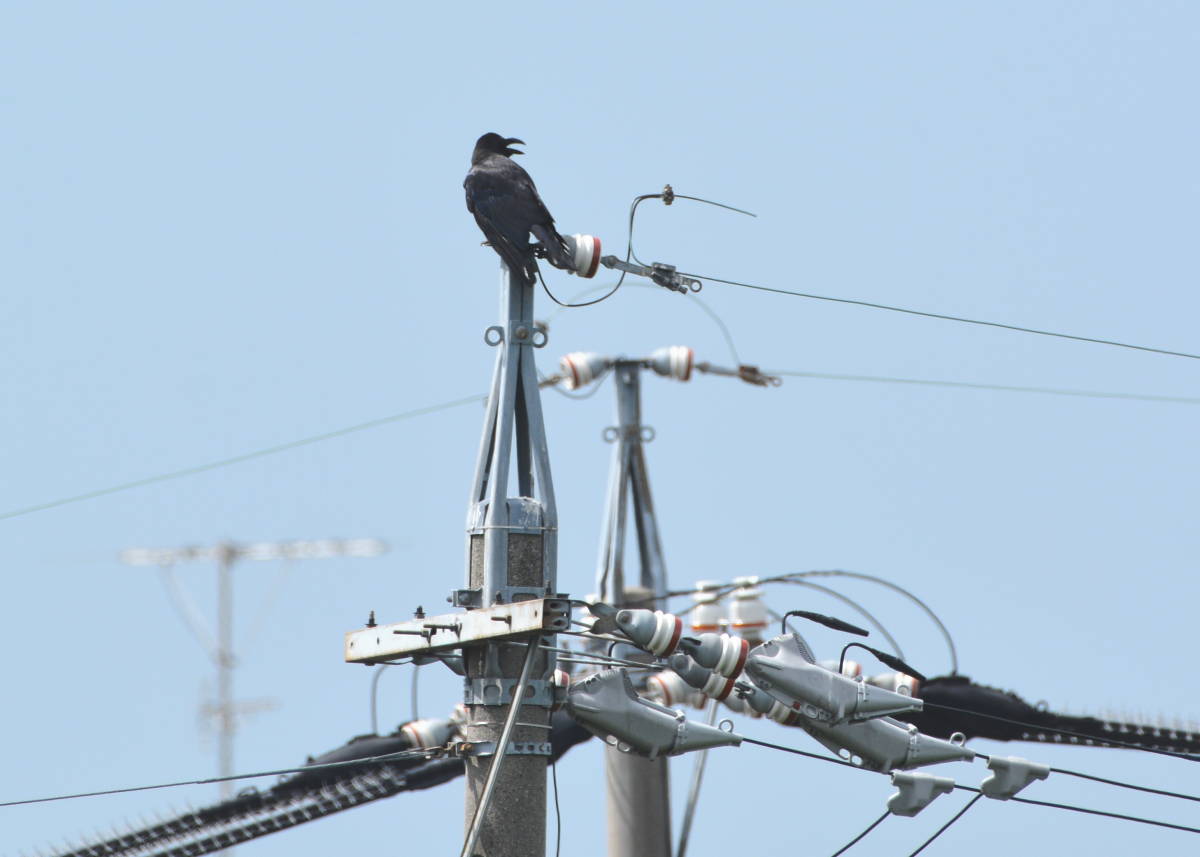カラスの縄張り争い