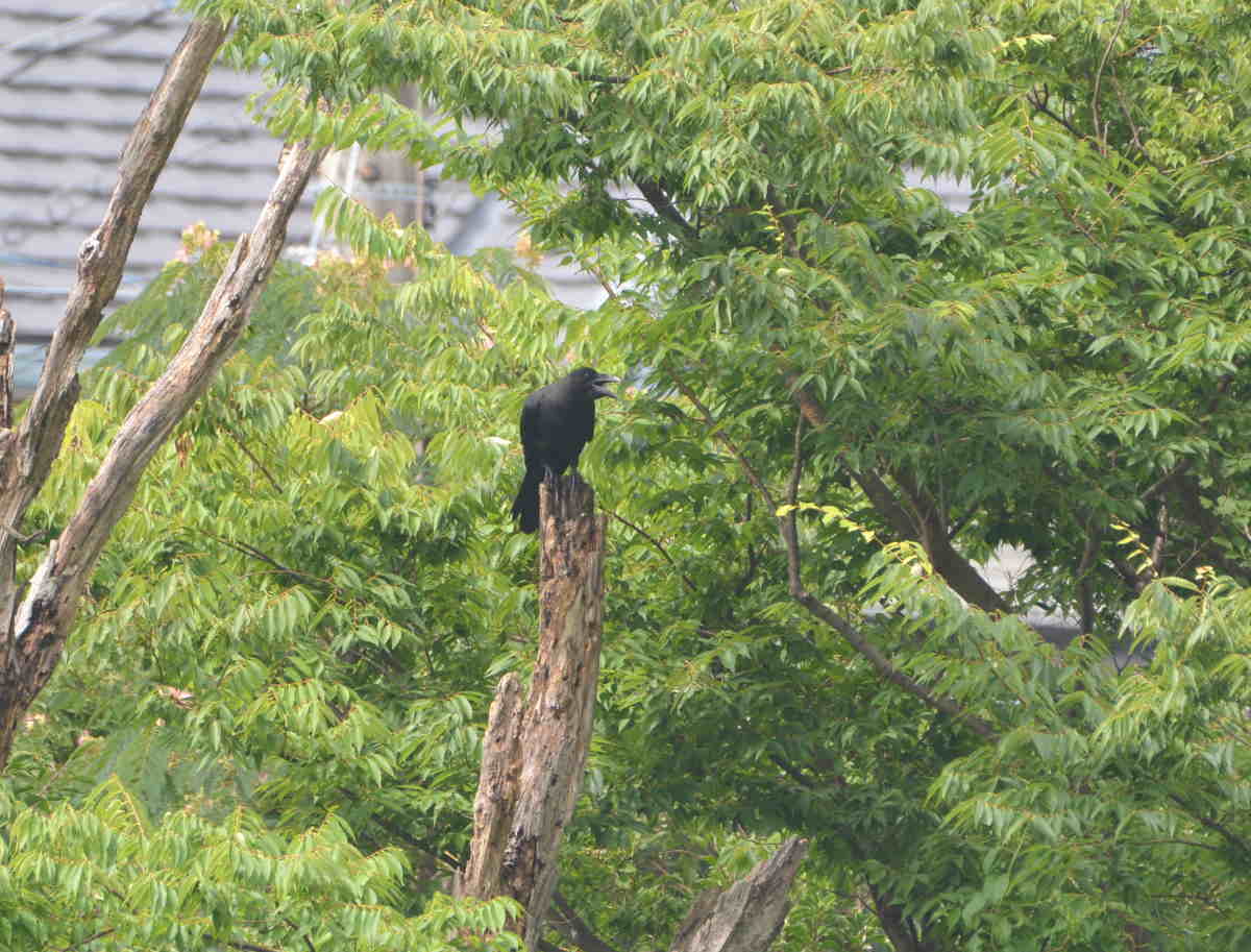 カラスの縄張り争い