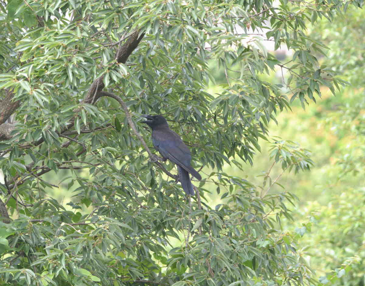 カラスの縄張り争い