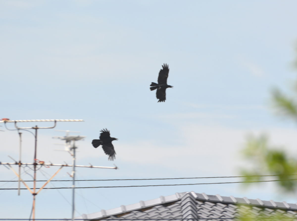 カラスの縄張り争い