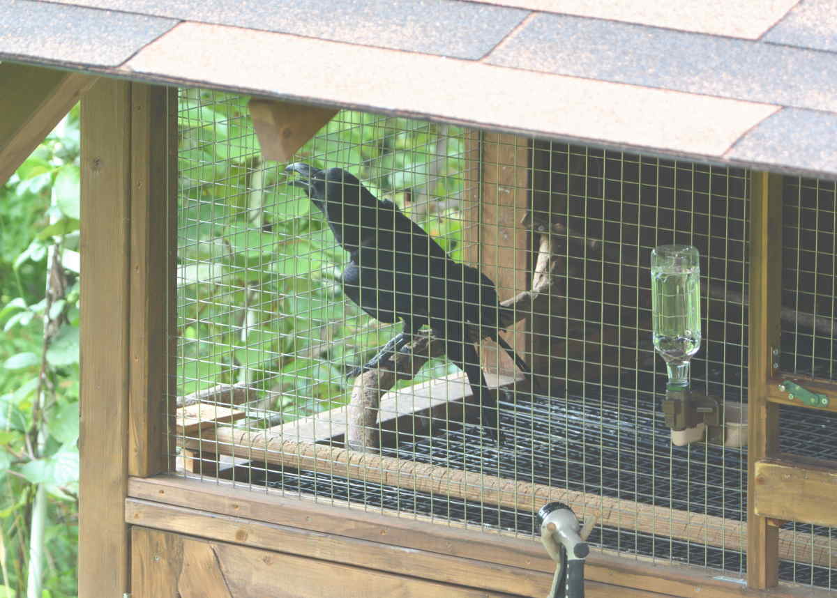 カラスの縄張り争い