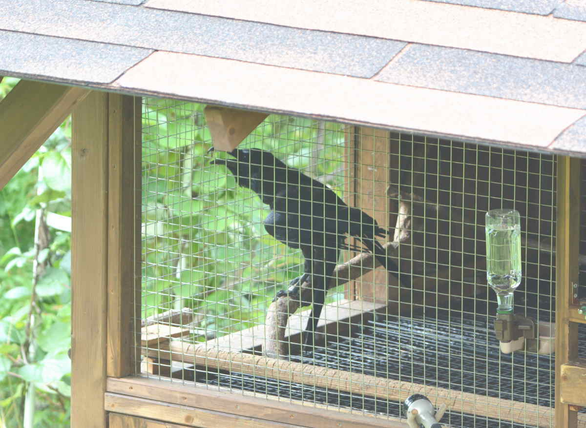 カラスの縄張り争い