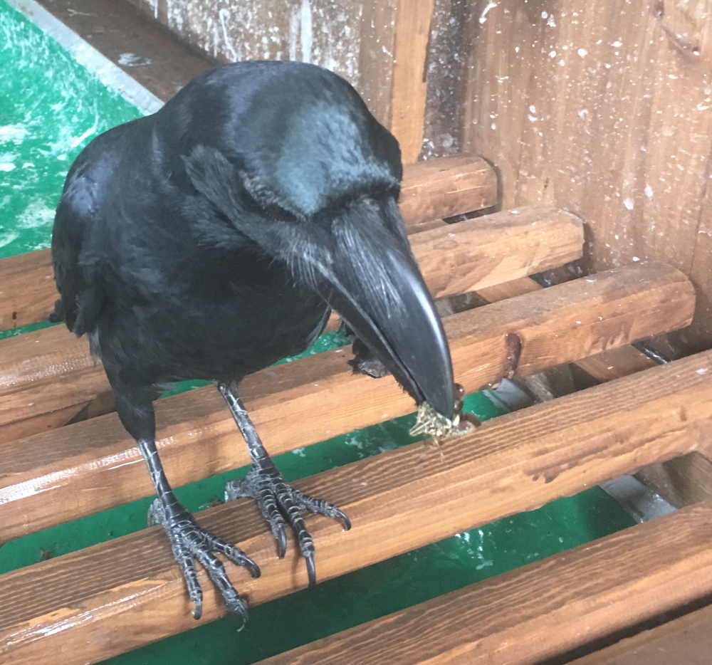 カメムシを食べるカラス