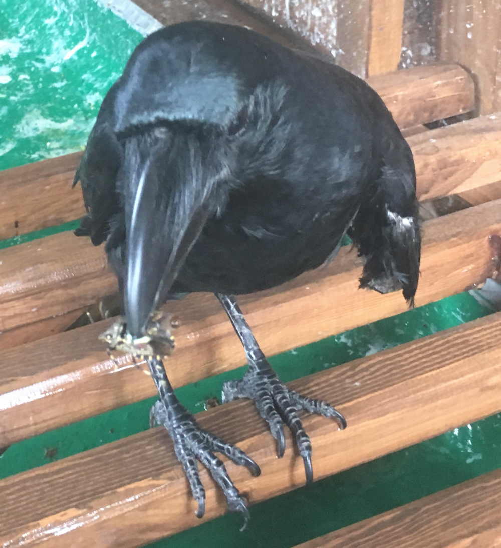 カメムシを食べるカラス