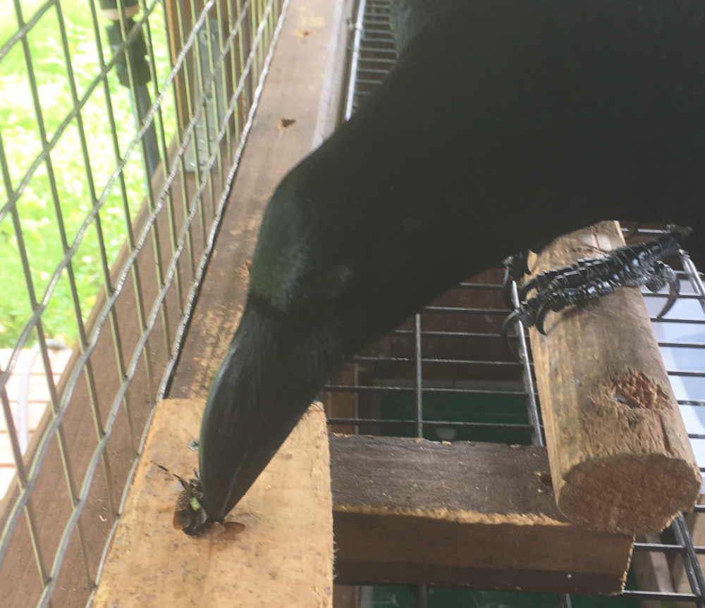 カメムシを食べるカラス