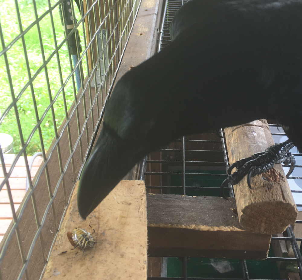 カメムシを食べるカラス