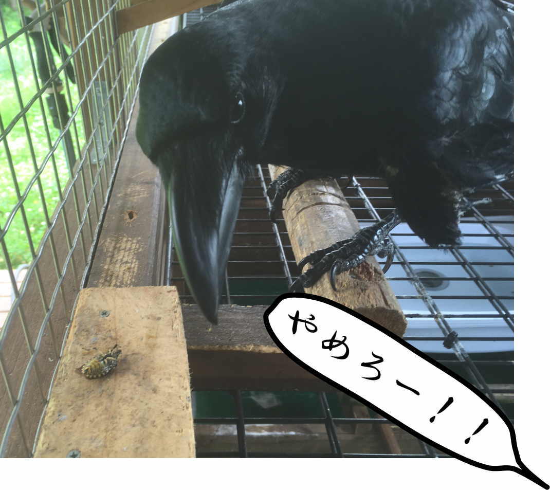 カメムシを食べるカラス