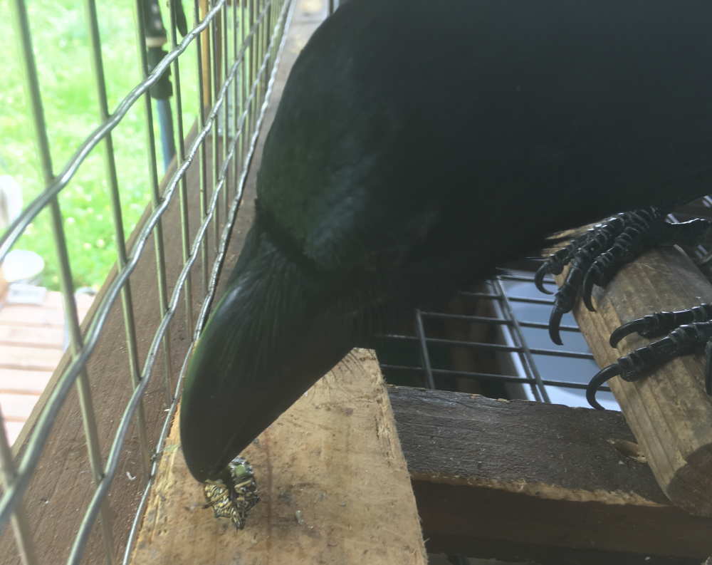 カメムシを食べるカラス