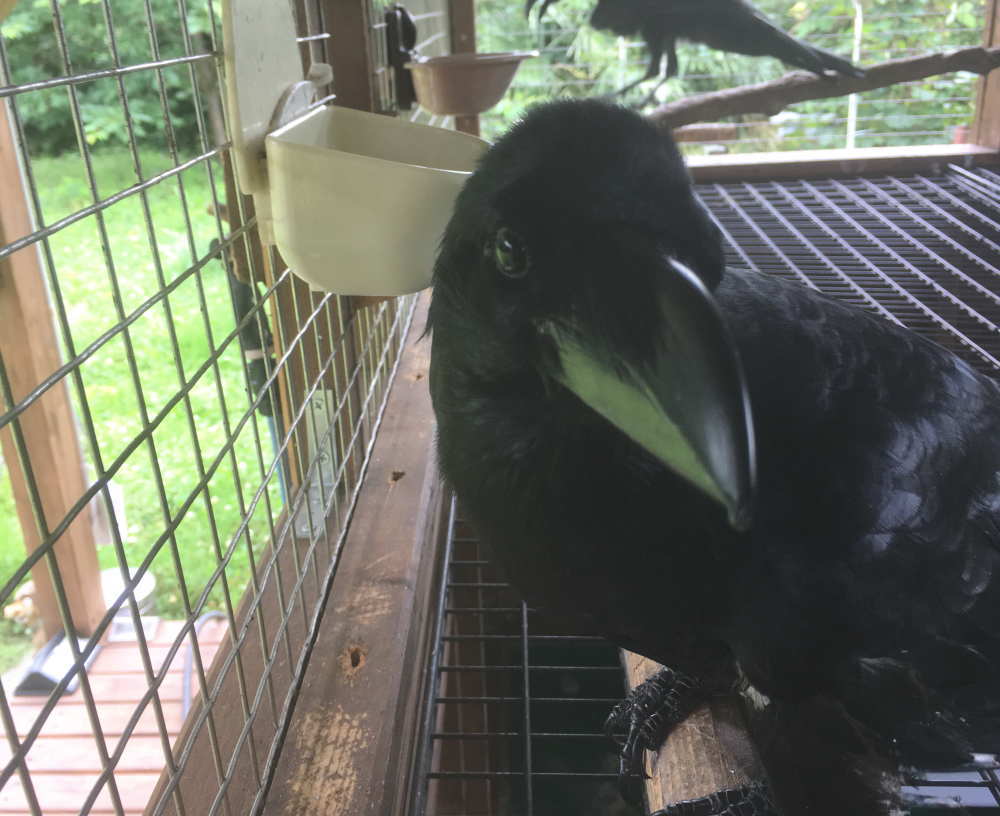 カメムシを食べるカラス