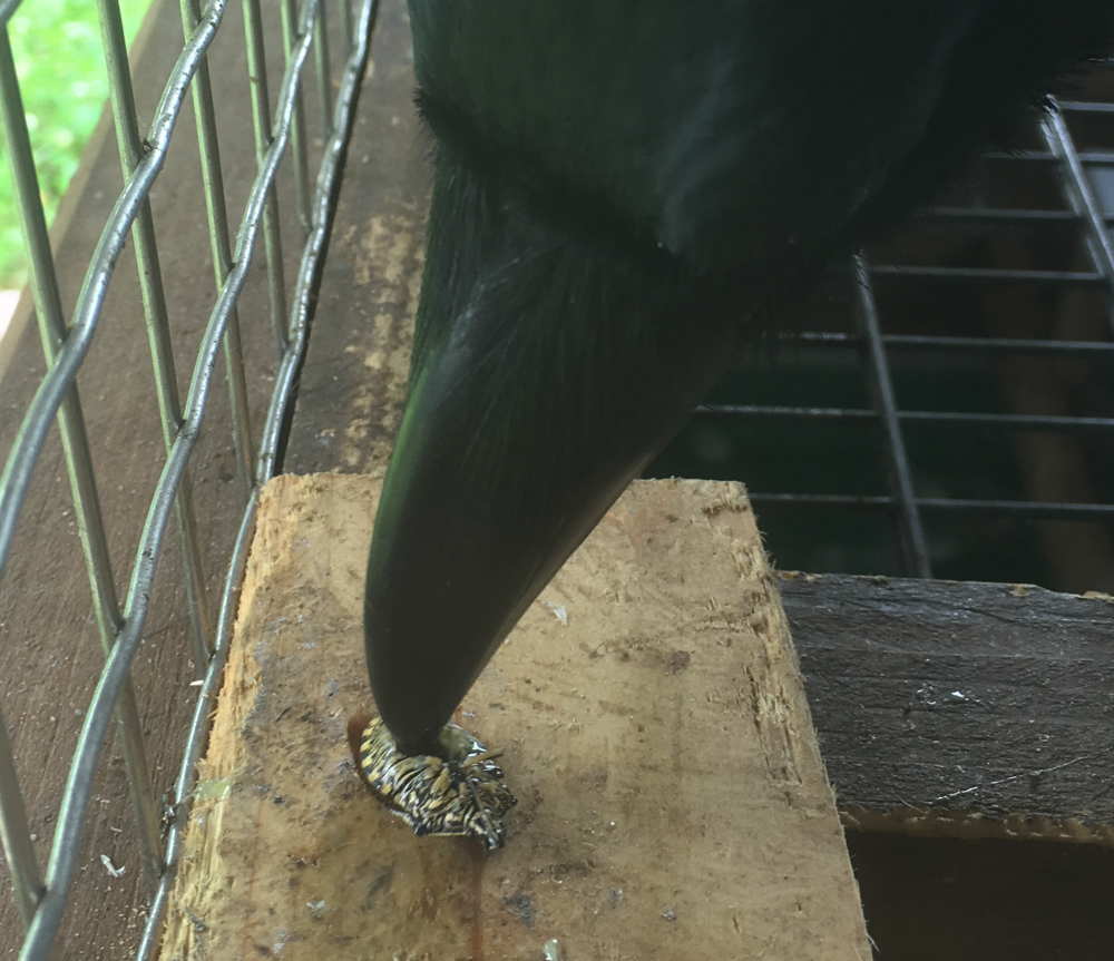 カメムシを食べるカラス
