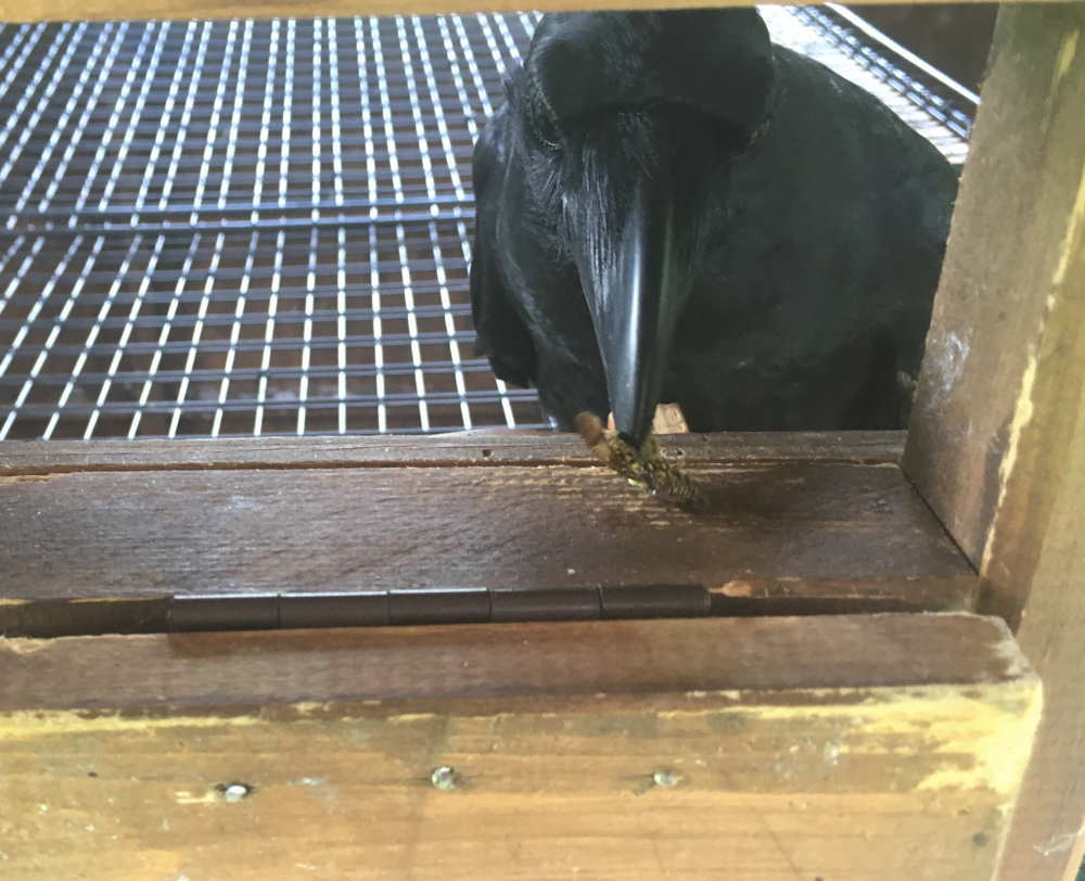 カメムシを食べるカラス