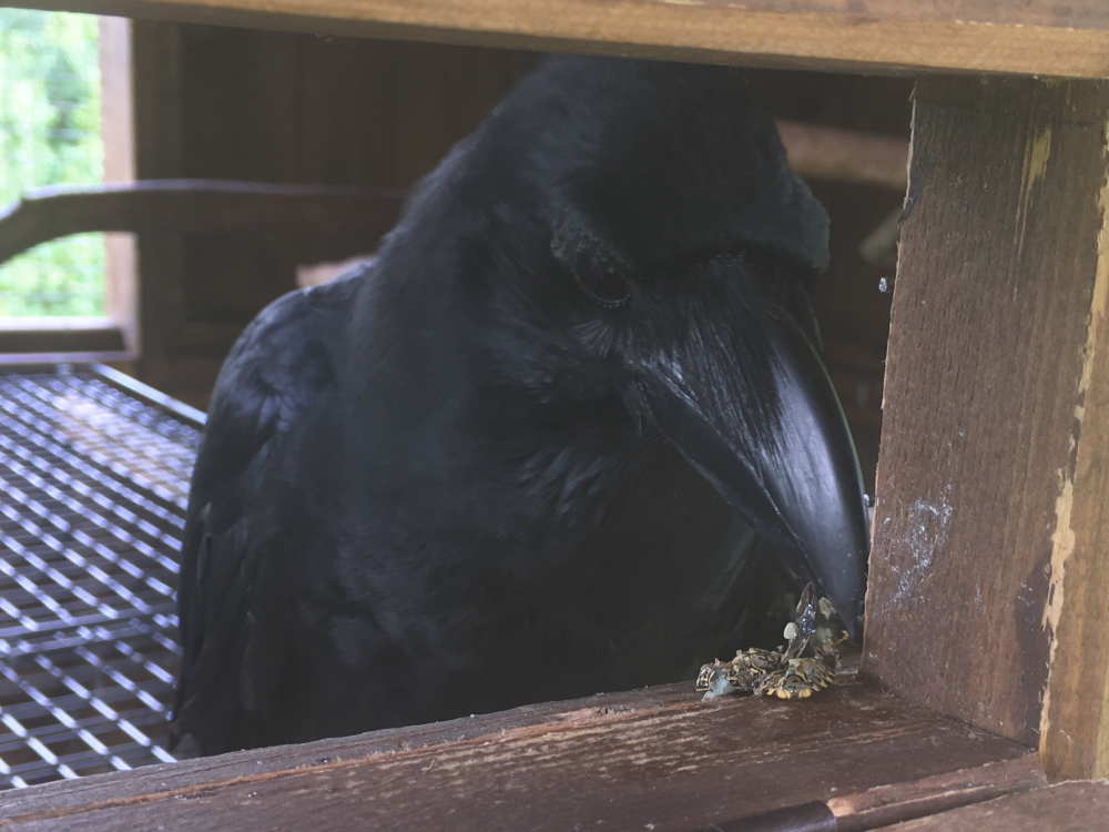 カメムシを食べるカラス
