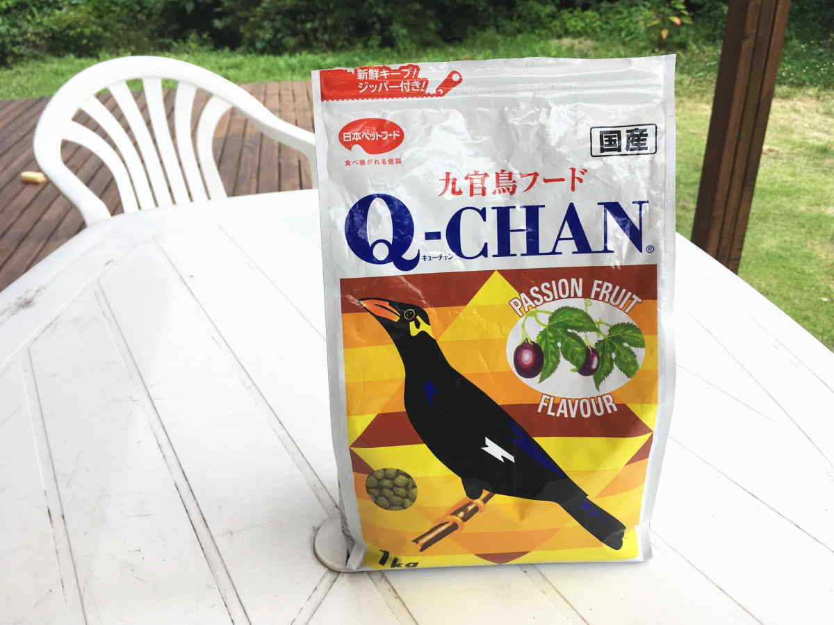 カラスにQちゃん