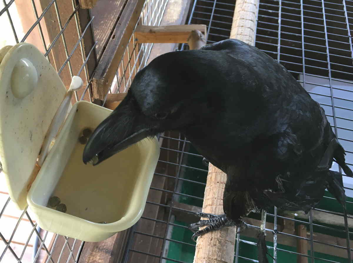 餌を水に浸けるカラス