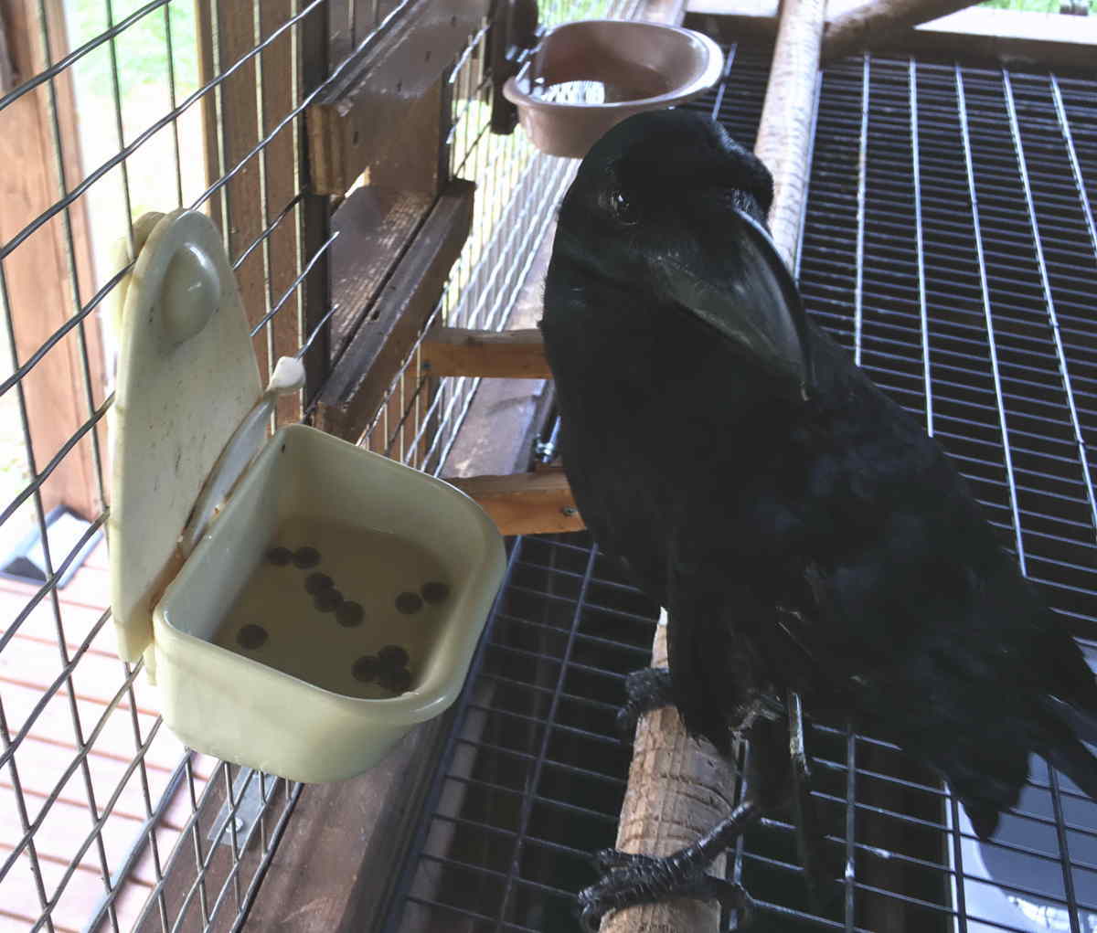 餌を水に浸けるカラス