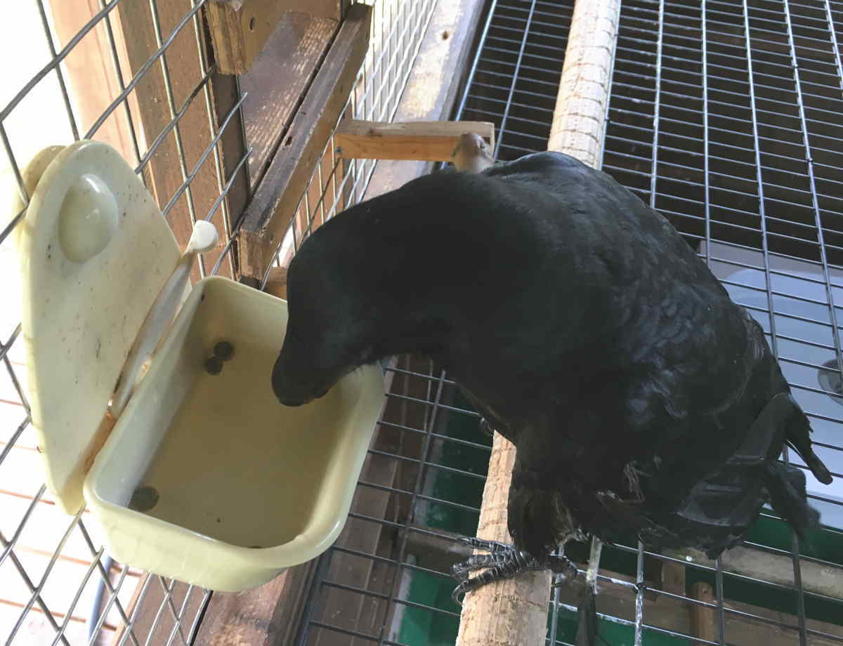 餌を水に浸けるカラス