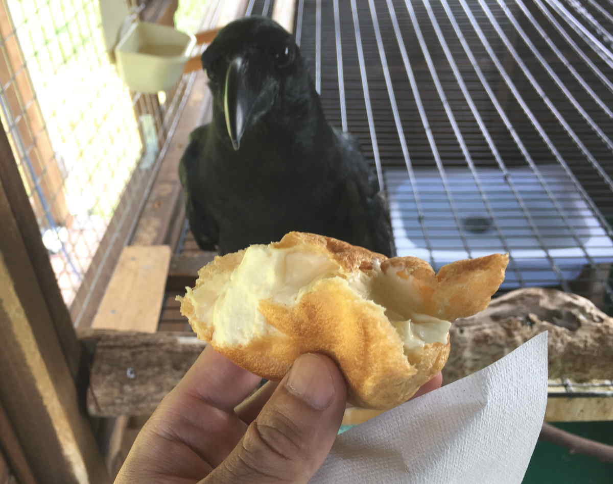 カラスにシュークリーム