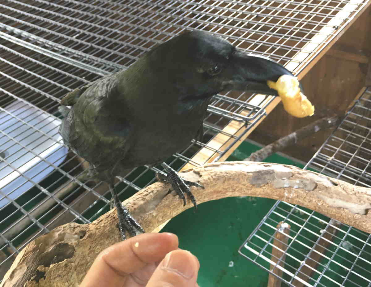 カラスにシュークリーム