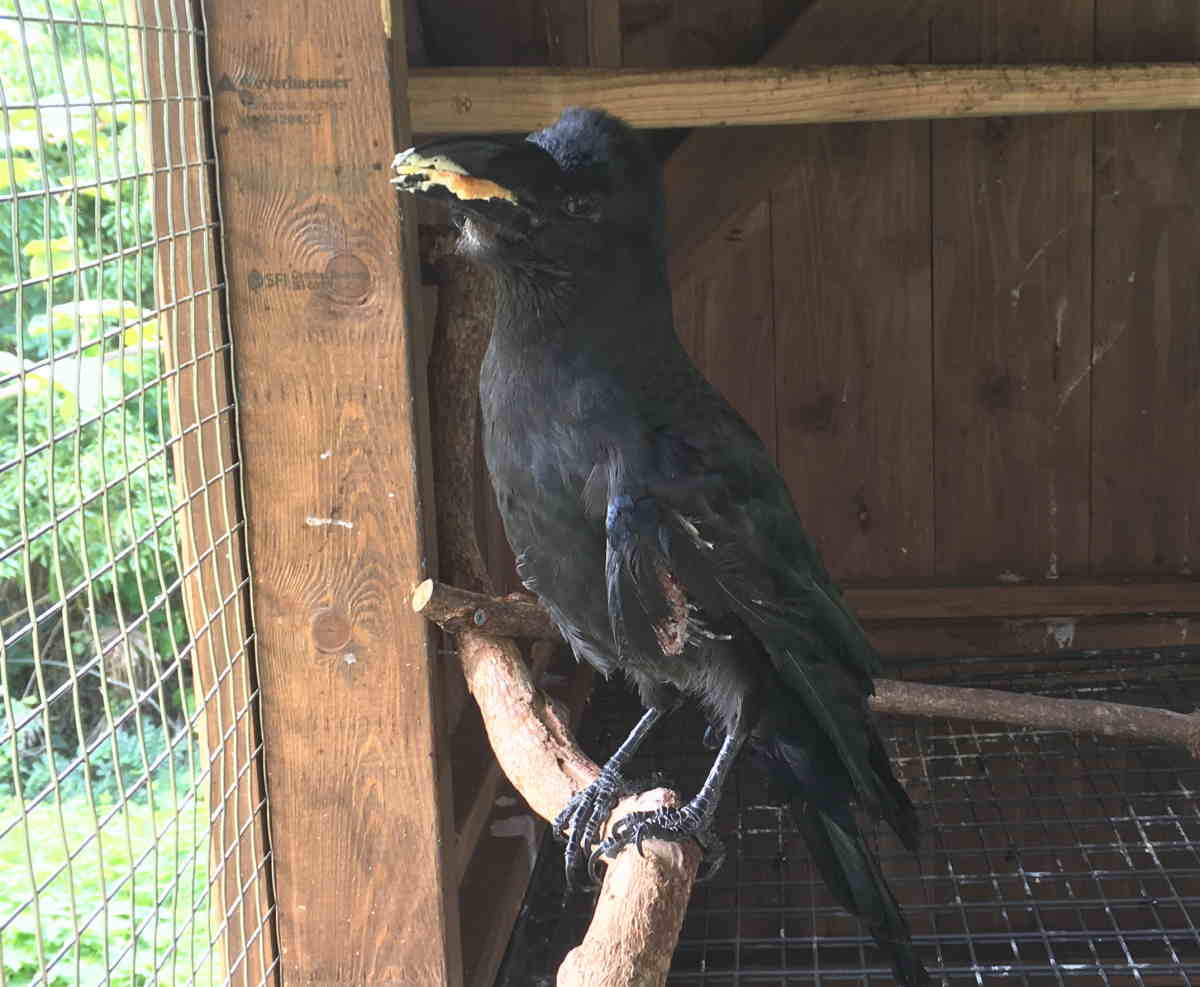 カラスにシュークリーム