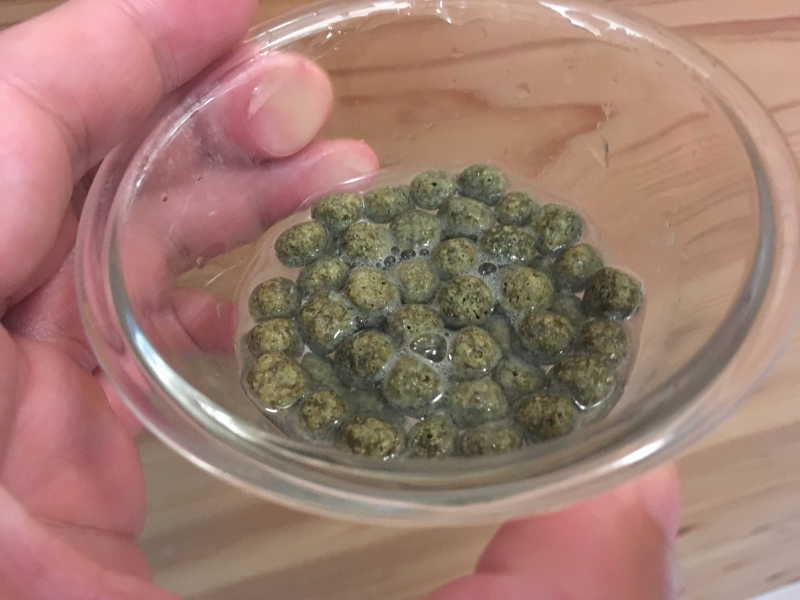 子ガラスのエサ