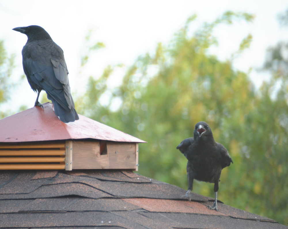 カラスの親子