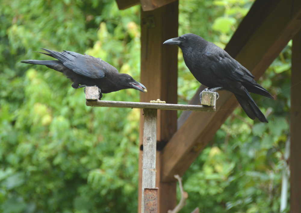 カラスの親子