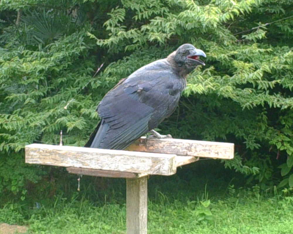 ハシボソとハシブト