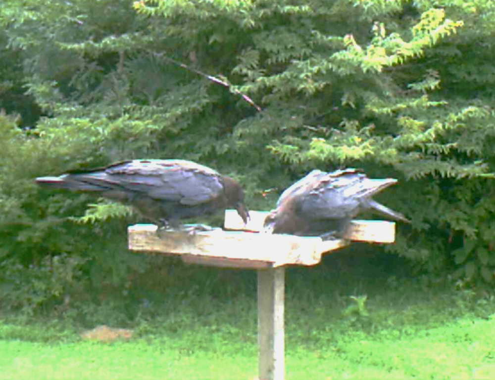 ハシブトガラス