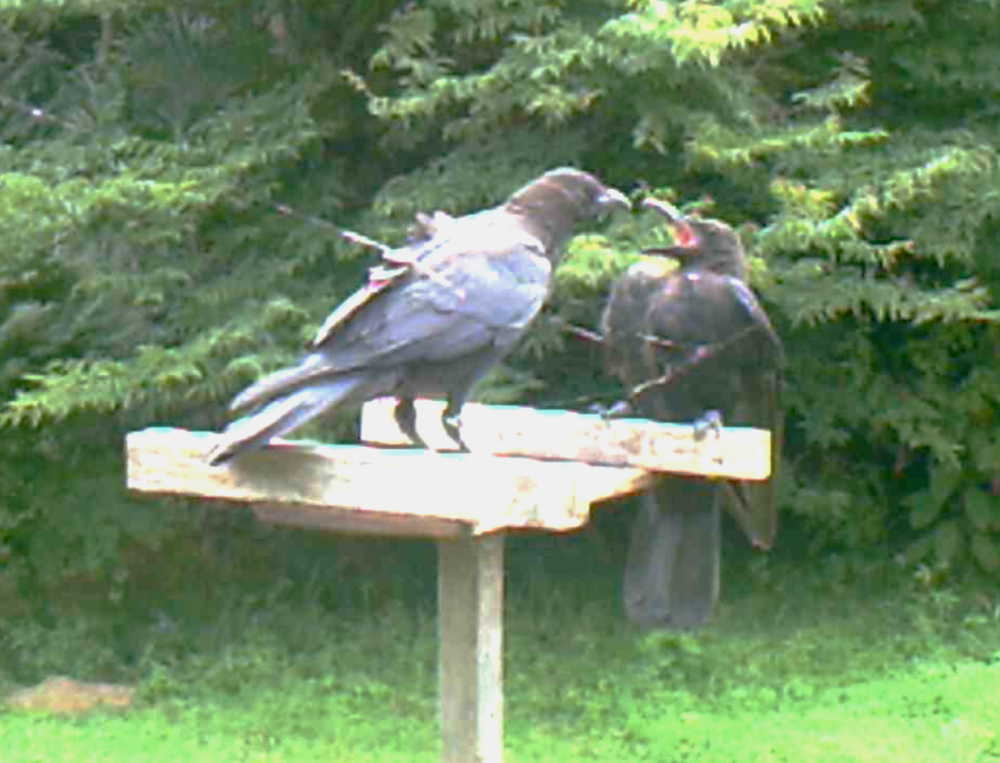 ハシブトガラス