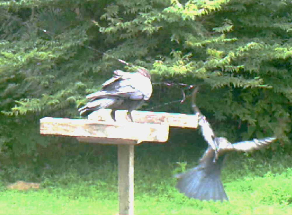 ハシブトガラス