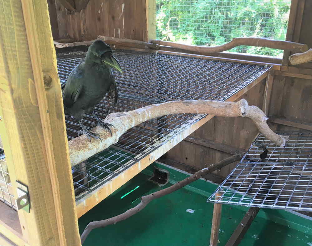 飛べないカラス