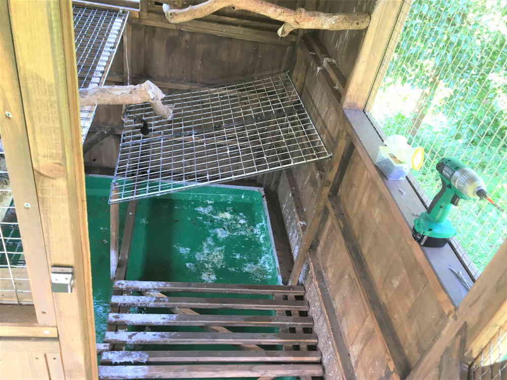 飛べないカラス