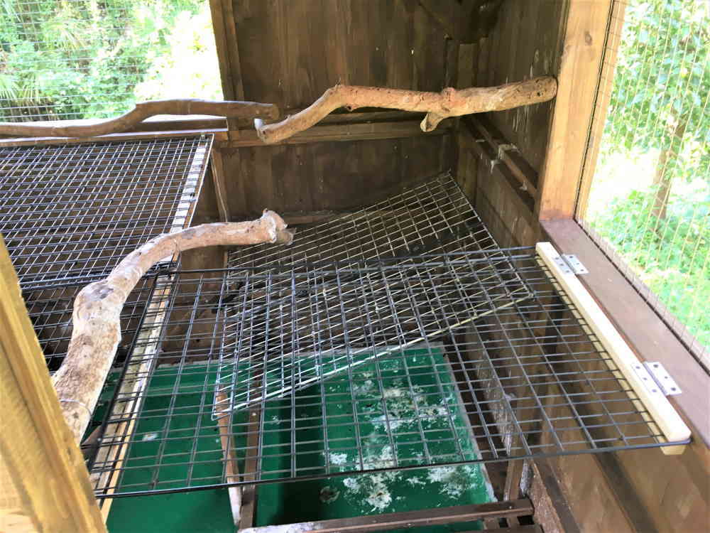 飛べないカラス