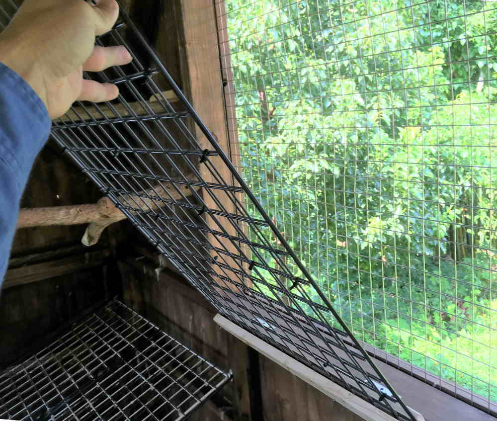 飛べないカラス