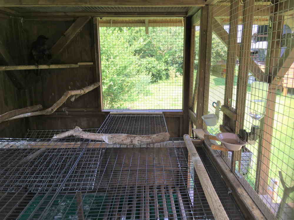 飛べないカラス